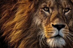 Saiba como declarar o Imposto de Renda, o Leão 2021